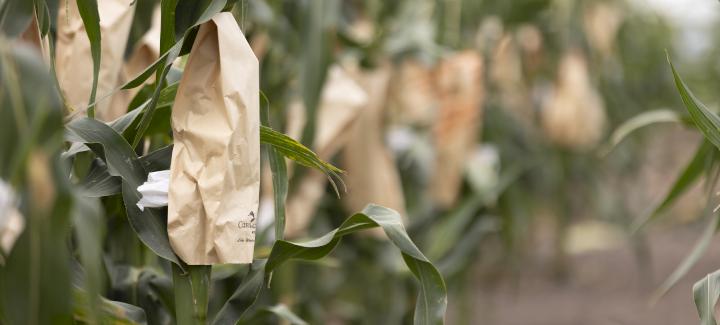 Understanding Stine’s Corn Breeding Work: Part 1