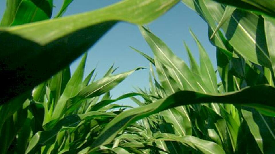 Product Spotlight: Stine® 9752-32 Brand Corn