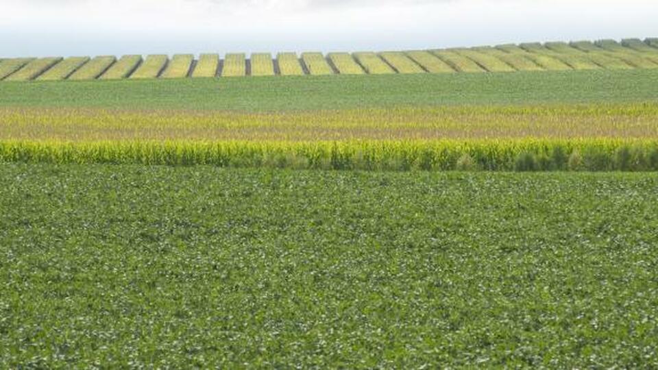 The value of Stine’s Elite Yield Trials