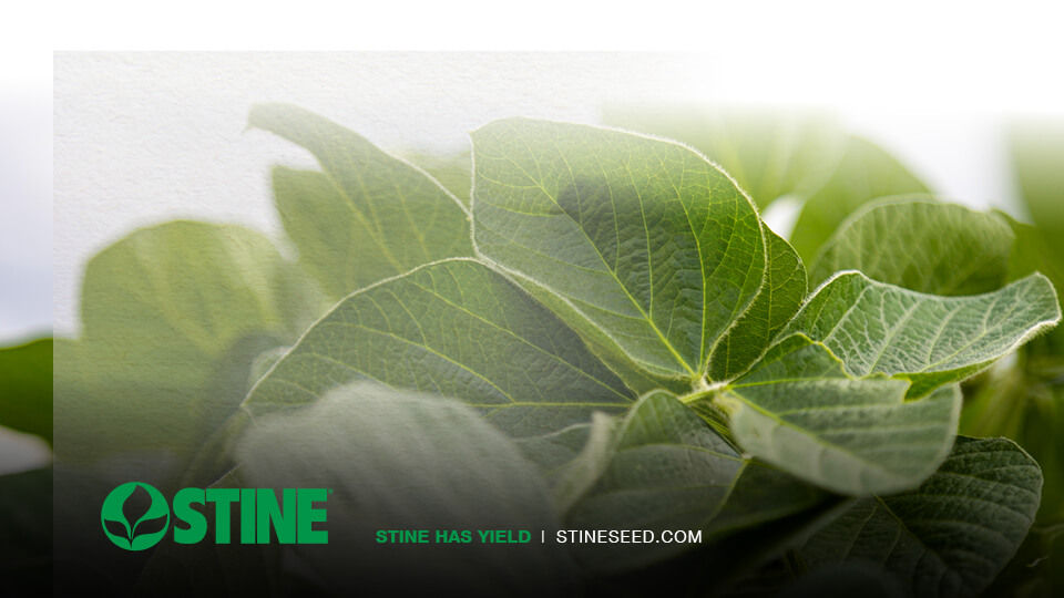 Building better soybeans with Stine® Elite Yield Trials