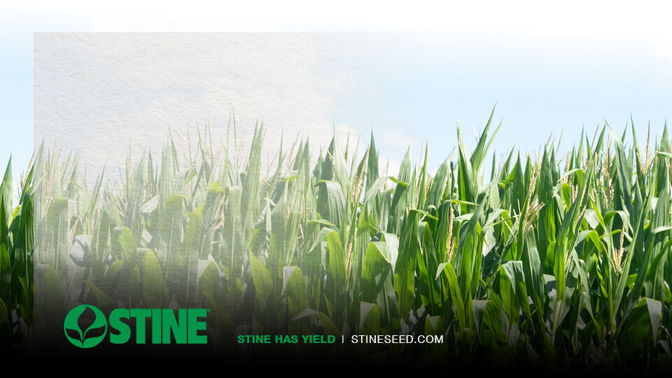 Nitrogen management after an erratic spring planting season