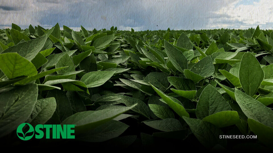 What’s new in Stine’s agronomy and research trials this year