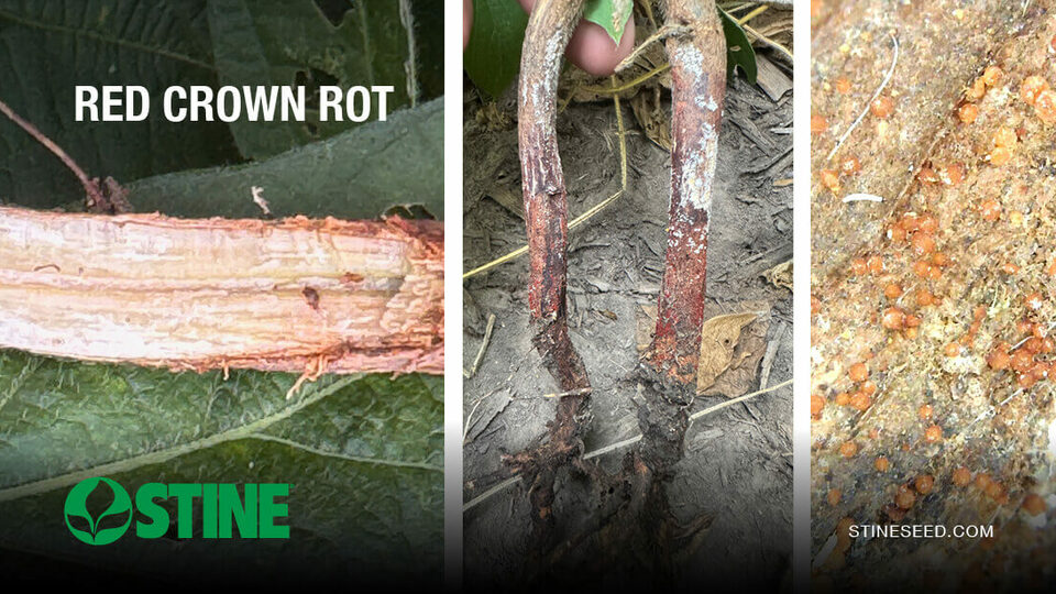 Be on alert for red crown rot this fall