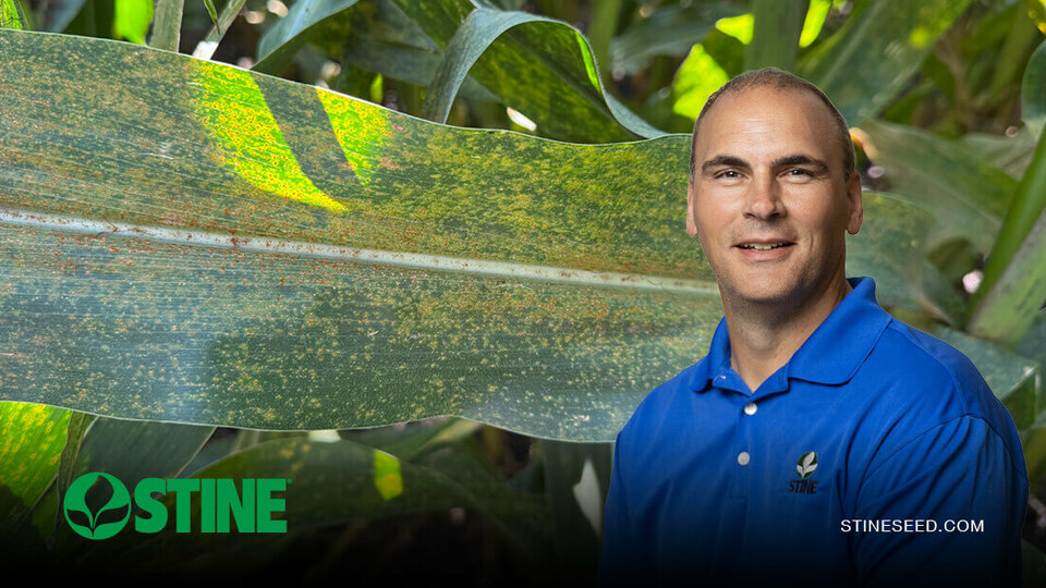 What to know about southern rust in corn