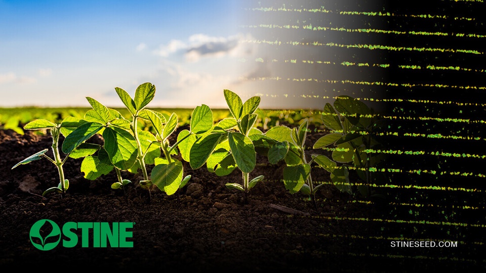 2026 crop watch: Stay ahead of SDS and IDC in soybeans