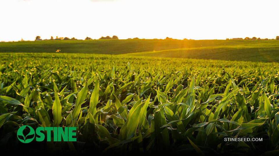 Corn watch: Fusarium crown rot on the rise