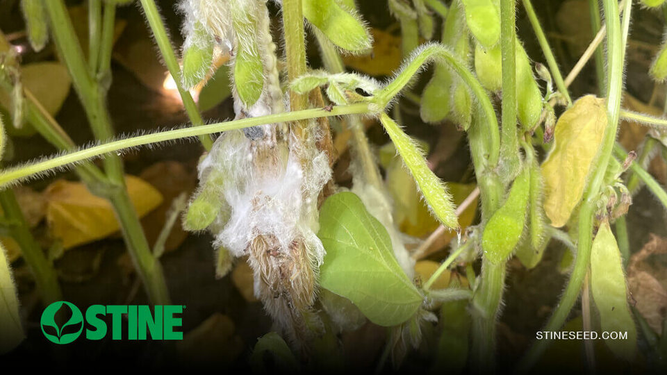 Soybean watch: Plan ahead for white mold