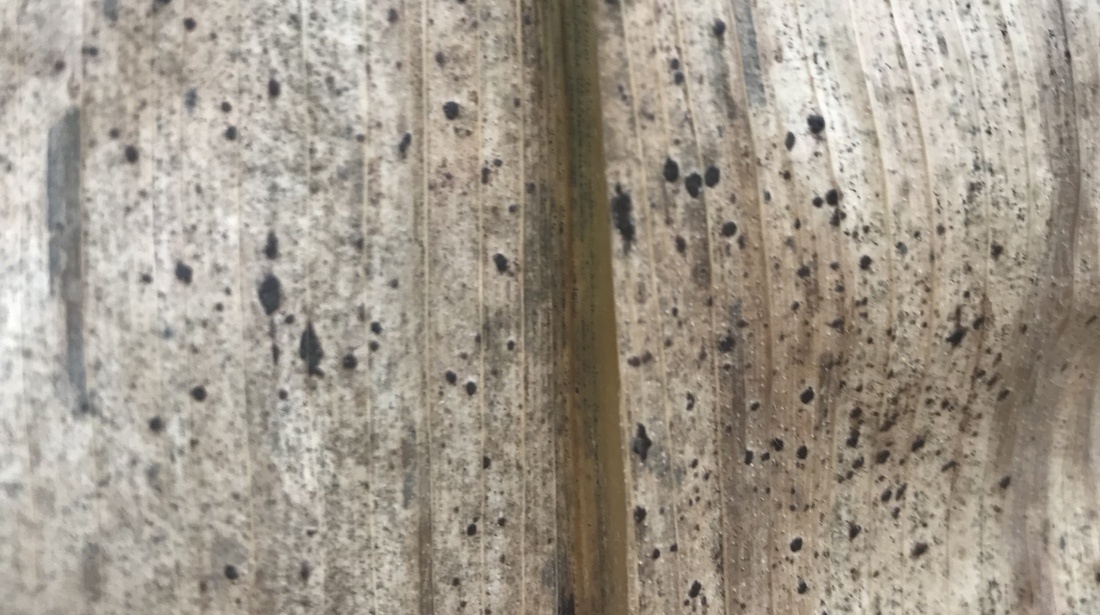 A very hard-shelled black lesion that bleeds through from the top of the leaf to the bottom of the leaf.