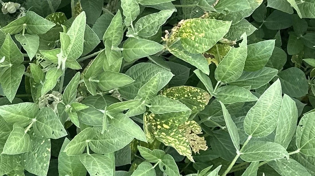 Growers scouting for SDS may first notice scattered yellow patches in a field.